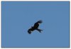 5/corse aigle.jpg